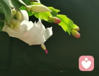 蟹爪蘭開了，試拍配圖