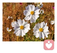 到了一定年纪，需要的不再是轰轰烈烈的爱情，而是一个不会离开的人。陪伴与懂得比爱情更重要。情深，不及久伴。——杨绛《我们仨》配图