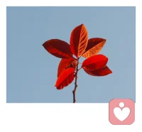 心理治療師布蘭登把人們希望被看到、被理解、被欣賞的感受稱之為“心理可見性”的需要。我們之所以會持久的愛上一個人，本質上是因為“心理可見性原則”。在一個能“看見你”的人面前，你不會是一顆暗淡的衛星，而是和ta一樣，是一顆同樣發光的恒星。
你們是平等的，相互尊重的，相互欣賞的。配圖