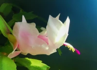 如果有人不和你做朋友，別自責(zé)，就像熊貓喜歡吃竹子不喜歡吃香蕉一樣，這并不代表香蕉不好，只是還沒有遇到喜歡吃香蕉的猴子。配圖
