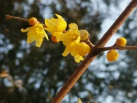 生活的難處：你要什么就不給你什么；生活的智慧：給你什么就用好什么。配圖