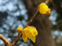 生活的難處：你要什么就不給你什么；生活的智慧：給你什么就用好什么。配圖