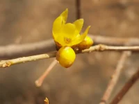 生活的難處：你要什么就不給你什么；生活的智慧：給你什么就用好什么。配圖