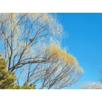 如果一個人在青春期感知到的自我是弱小而不受歡迎的，感知到的人際關系是冰冷而充滿惡意的，他自然就會陷入通過變強而得到關注與尊重的執念中。
感覺自己從未強過，才會逞強；從未以示弱的姿態與人鏈接過，才會將互相征服與碾壓認定為人際關系的唯一模式。配圖