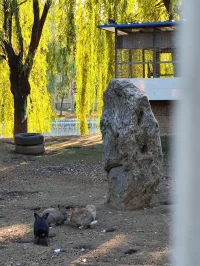 過于迫不及待的成長，是對當下自己的厭惡，所以請允許自己成長的慢一些。配圖