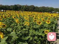 外面的世界充滿敵意，外面的世界太丑惡，所以，我把心門關上……然而，如果問題得不到解決，你會越來越孤僻，覺得外部世界與你的人生越來越黑暗。其實，你真正需要處理的，是你內在的敵意與對自己的不接納。孤僻的人啊，除非你真正享受孤獨，否則，務必打開你的心門，走出去。孤獨時最可怕的是，你會幻想別人與世界是怎樣的，由此遠離了真實。打開心門，與別人和世界互動，勢必將你的內心投射到外部世界，然后去檢驗，將真實世界再“吸回”你的內心。在關系中，在互動中，人的心性才會得到真正的修煉。配圖