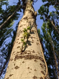 这片白杨身姿挺拔，高耸入云，纵然树干斑驳不堪，但不影响它开枝散叶。新长出的枝条一根根齐刷刷向上生长，卷起的枝条坚硬如铁，仿佛透露出一股倔强，其实，那是成长的力量，向上的力量！配图
