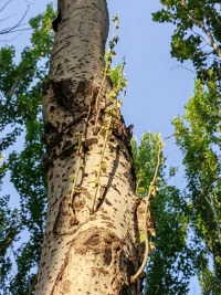 这片白杨身姿挺拔，高耸入云，纵然树干斑驳不堪，但不影响它开枝散叶。新长出的枝条一根根齐刷刷向上生长，卷起的枝条坚硬如铁，仿佛透露出一股倔强，其实，那是成长的力量，向上的力量！配图