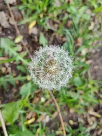 天空湛藍，如水洗一樣，漂浮著幾朵白云。鳥兒在枝頭歡唱，草地上的小花小草吐露芬芳。動植物的這些小生靈們，無關大小高低，也不在意有無觀賞，只管盡情嬉戲綻放，在有限的生命里煥發出無限旺盛的生命力。配圖