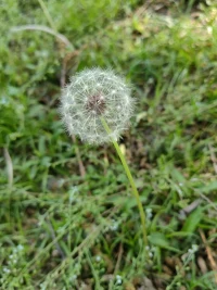 天空湛藍，如水洗一樣，漂浮著幾朵白云。鳥兒在枝頭歡唱，草地上的小花小草吐露芬芳。動植物的這些小生靈們，無關大小高低，也不在意有無觀賞，只管盡情嬉戲綻放，在有限的生命里煥發出無限旺盛的生命力。配圖
