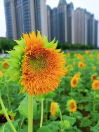 真正的快乐是内心的平静与满足，
而不只是表面的欢愉。
​
