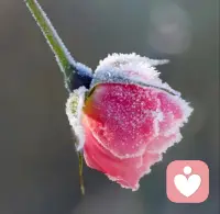 我发现：无法专注的人，和自己的关系都很差

有很多人难以做好事情，常常在中途就与事情产生了隔阂，导致无法投入。

比如说，
阅读一本书，看着看着就不断走神。
写作到一半，便陷入瓶颈难以继续。

这是为什么呢？

背后有一个重要的原因是，敌意想象。

我接触过不少有类似困扰的来访者，他们都有一个共同点：对敌意特别敏感，时常感觉别人在针对、嘲笑自己。

有一位男士极其害怕上台演讲。

他描述道，自己脑海中有一幅画面——

他在台上演讲，而台下所有人都在以挑剔的眼睛盯着他，都在等着看他的笑话。

但事实上，他几乎从未有过演讲的经历，这个场景在现实中也并未发生。

后来在咨询中，我引导他梳理过往经历：是否有人曾对他进行过严重的嘲讽、攻击或批评？

他认真回顾后说，很多难听话多来自于他的妈妈，但其实也屈指可数。

然而长期以来，他做任何事情都有严重的焦虑，并一直将这种“被审视感”当作现实。

从心理学的角度来看，我们内心那个“严苛的审判者”往往来自两方面：

👉一方面是，来自过去的关系模式。

当我们重要的客体关系中有一位严苛的批评者，如父母、老师等，不断向我们传递否定的声音；

我们就会不自觉地将这种声音内化，于是构成了我们内在的一个批评者。

👉另一方面则是，来自我们与自己的关系。

我们的头脑，常常会对我们的身体和体验提出很高的要求，

一旦现实达不到头脑设定的标准时，我们的头脑便转而指责、攻击自己的身体——懒惰、拖延、愚笨等等。

当把我们将这种内在的心理活动投射出去，就会想象成别人在议论、嘲笑自己。

比如那位男士，他想象中外界那双“苛刻的眼睛”，其实大多是来自于他对自己的批判与否定。

因此我会说——

我们很容易觉得别人对自己不满；
但实际上更容易对自己不满的，是我们自己。

一旦这种内在的自我批评形成，便会对做事的行动力产生严重阻碍。

而当我们有所觉知，能清晰地区分自己的内在想象和外部现实，就有可能转变这种敌意想象的游戏~💖

​