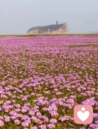 今天是12月31日
是2025年的最后一天
2025平安收尾
2026好运开场
愿我们的努力终将收获
愿我们的理想中有归途💐