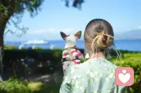 认识到自己无知，已经是有知；
承认自己很傻，本身就是智慧。配图