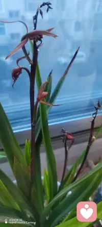 ‌马太效应与墨菲定律‌：‌马太效应‌指出，在关系中过度投入可能降低自身吸引力，而关注自我提升则可能增强吸引力；‌墨菲定律‌则描述了越在乎对方越容易表现不佳的心理状态。‌‌‌配图