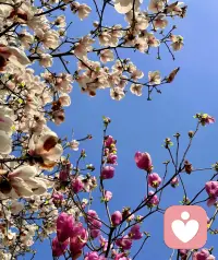 把自己变成光，生活就亮了，
阳光很暖 ，风也温柔，
满腔热爱去营业今日的快乐。
相信美好，自然能遇见美好，
好运总发生在春暖花开时。配图