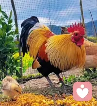 🍀Hello😃早安☀️
心若向阳，处处皆是花香。
无论前路如何，记得微笑以对，
无论多难，都要相信，
微笑能驱散一切阴霾，
做最好的自己，一路生花。配图