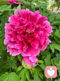 把那些沉重的小心事
轻轻揉碎在春风里
步子一旦变得轻快了
远方的路也就清晰了 早安！[太阳]配图