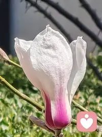 生活最美的样子大概就是，脸上有微笑，心中有阳光；努力过自己的日子，偶尔慌乱，偶尔平稳，偶尔起伏，都各有滋味！早安，加油！配图