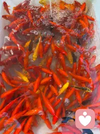 一个人真正值得炫耀的东西，是善良，是教养，是包容，是见过世面的涵养。向阳而生，努力向上，做一个温暖的人，不卑不亢，清澈善良。配图