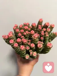 人与人本质的差距，从来不是天赋与运气
而是藏在骨子里的松弛感
 
人越紧绷，眼界越狭隘，容易陷入盲目内耗
越是拼命强求，反而事事事倍功半
 
真正活得顺遂的人，都深谙顺势而为
风浪来时沉稳沉淀，安稳之时全力前行
放平心态，看淡得失，学会适度留白
内心从容淡定，生活自会万般温柔配图