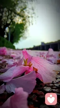 记得有一句广告词说的非常好:“人生就像一座旅程，不必在乎它的目的地，在乎的是沿途的风景，以及看风景的心情。”当我们勇敢的踏出第一步，对高山的敬畏，对低谷的坦然，都是我们人生的最好注释。配图
