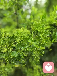 “隔代亲”确实是一种能经常看到的现象，比如一个养育者对于自己的孩子表现出持久的冷漠、否认、攻击等，但是对于自己的孙辈却展现出了不曾有过的柔情与呵护。

这里面可能包含着较为复杂的因素，比如养育者自身的心理发展，它不一定是成长意义上的，从埃里克森的心理发展阶段论来看，人到了某个人生阶段就会拥有那个阶段的心理品质，会有着不一样的心理组织过程。

这里面可能还包含着主体间关系的影响，也就是说，养育者对子女可能依旧是冷漠的，但对于隔代的孩子却又是亲近爱护的，这两种截然不同的关系是可以同时存在的。

从自体心理学的角度来看，一些祖辈在年轻时可能承载了自身父母的情感创伤或对他们期望的未能达成，因此在ta们面对自己的子女时可能投射出潜在的失望、怨恨甚至否认。然而，对孙辈的爱护可以被视为是他们自体系统（self-system）中一种潜在的修复尝试，通过对孙辈的柔情来缓解内在的情感冲突，实现某种“再度成为理想化母亲/父亲”的机会。

此外，家庭系统理论认为，代际创伤可能通过情感疏离和冷漠延续到下一代，而孙辈的出现提供了一种机会来重新建立跨代的情感连接。祖辈可能意识到在子女教育中存在的疏漏或情感缺席，于是将这种情感需求投射到孙辈身上，试图通过对他们的呵护来弥补自我内在的创伤。这种行为的实质是一种跨代的“情感修复”尝试，试图在更远的一代人中获得情感上的抚慰。

祖辈对孙辈表现出更多的慈爱和宽容，部分是受到社会角色的影响。在一些文化中，祖辈的身份具有某种象征意义，被认为是智慧和无条件关爱的象征；而作为父母，社会期待他们承担更多责任、严厉和规范性。因此，祖辈可能也在无意识中扮演这种文化预期的角色，给予孙辈比子女更温柔的关注。