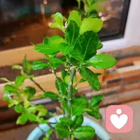早晨，头脑里蹦出一个很棒的想法。
​要把所有看起来对你不利的事都转化成对你有利的事。
​配图