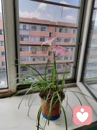这个花生命力顽强，我经常出差学习、开会、外出做咨询、疗愈、提分、扶持小白人市场，好几次因为时间太长了没有人浇水，叶子全干了，差点被我扔了，后来我选择了给它浇点水看看，没想到它竞奇迹般的活了，而且还还一次开了八朵花，创造了奇迹，所以你要给奇迹一个机会，经常挑战一下不可能，看看会发生什么？配图