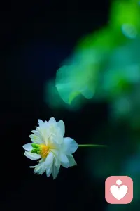 被看见”是生命的根本需求

看见”是发生联结的开始，意味着被接纳、被理解、被认可、被回应，即使不被看见，没人关注，也能自得其乐，悠然向前，这就是“自洽”。  ​
