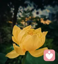 🌻🌟世上没有绝望的处境，只有对处境绝望的人。每天愿意给自己“充电”的人⚡才能让自己的生活“亮”起来，