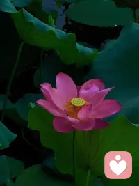 心理学发现，在人际关系的交往当中，有一个残酷的事实，几乎没有人会喜欢一个懦弱的人

因为在他的身上，看到的全是紧张，胆怯，卑微，谄媚，总显得那么的唯唯诺诺，缺少一些独立的观点和见解，往往容易遭到这世间最深的恶意

这说明一个什么问题，只有强悍的实力，果敢的个性，鲜明的态度，才能赢得别人的尊重