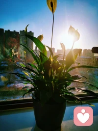 每个人的花期不同，
不必焦虑有人比你提前拥有，
当你平静的把该做的事都做好，
生活自会把该给你的东西，
在合适的时候，一样一样都给你，
忙要有价值，闲要有滋味，
活出自己喜欢的模样！配图