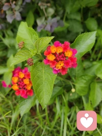 當(dāng)父母不足以成為父母的時(shí)候，孩子便無(wú)意識(shí)的成為了家庭系統(tǒng)中的替罪羔羊——父母痛苦轉(zhuǎn)移的承擔(dān)者。孩子本身是能量巨大的，所以非常痛苦或者貧窮的人也拼命生孩子，孩子在生命誕生的初期是給家庭賦能，注入新的動(dòng)力能量，就像電動(dòng)機(jī)注入了新的汽油。但是如果家庭系統(tǒng)本身運(yùn)轉(zhuǎn)不良，或者成員自身無(wú)法創(chuàng)造并平衡TA自己需要的能量，那么孩子就會(huì)成為被吸血鬼吸干一樣。當(dāng)你看到孩子一天天能量枯竭，你應(yīng)當(dāng)當(dāng)心警惕你有沒(méi)有被無(wú)意識(shí)的吸干。如果父親或者母親自身能量充沛且平衡，那么孩子的誕生，才有可能是整個(gè)家庭的揚(yáng)聲和彼此滋養(yǎng)彼此生命的豐富和拓寬！配圖