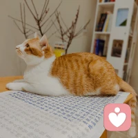 45°深情脈脈仰角可還行——愿親們晚安好夢夢到幸福的味道。來自一只兒童時代的貓咪——小孩子們來他都不抗拒還給摸摸，遇到成人TA會躲起來觀察再出來。孩子的世界是原型——世界最初完整合一的模樣。成人的世界是分型——世界四分五裂，心腦都沖突甚至一個頭腦里多個小人打架?……配圖