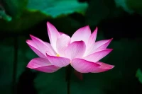工作室里可愛的貓貓——所有來的孩子都喜歡TA配圖