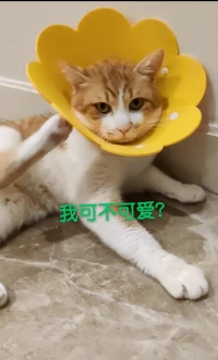 人永遠(yuǎn)要尊重自己，任何狀態(tài)下的自己。
真正的愛(ài)——純粹而無(wú)條件的慈悲，才會(huì)生出來(lái)。
如果你對(duì)你自己的愛(ài)，父母對(duì)你的愛(ài)，夫妻伴侶戀人對(duì)你的愛(ài)，附有諸多條件和前提基礎(chǔ)，你可以理解成這只是有條件的愛(ài)，是一種彼此需求的滿足，就不要企圖在其中任何一種里期待永恒而持久的真正的愛(ài)了！配圖
