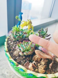 工作室多肉開花了，同你分享芬芳。
請記得多用你美的眼睛，美好的心靈看見美呀。當你在心田種上美，美在你心中，任外界無法染污??配圖