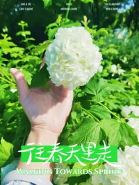送給春天里的你——白色繡球花，花語:希望、忠貞，永恒、美滿、團聚。? [煙花][太陽]配圖