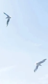 你以為，你需要這樣
你以為?，
你需要這樣?
你需要那樣
你需要去那?
你需要去這
你需要幫助
你需要計劃
你需要成功
你需要人愛
你需要愛情
你需要計劃
你需要成功
你需要被幫助
你需要著急
你需要....
其實都不是你真正的需要，你需要的只是寂靜！
在這個世界上，我們總是以為自己有很多的需要，想要向這個世界要很多，其實不是這樣的，你最想要的只是祥和的寂靜。
想想擁有祂，你會怎樣...

親，現在無論在干什么，
請吸氣 吐氣 放松
讓自己安寧下來，寂靜片刻.....配圖