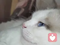 用他對待你的態度去對待他。他對你好，你也要對他溫柔體貼；他開始冷淡你，你就要克制情緒，保持同樣的溫度。切忌癡纏追鬧，卑微乞合。更不可以在他熱情的時候你故作冷淡；他開始冷淡時．你又瘋狂反撲，熱情似火。配圖