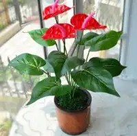 每天起床第一個事情就是，賞花，。。。配圖