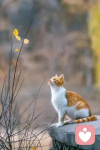 我不再將這個世界與我所期待的、塑造的圓滿世界比照，而是接受這個世界，愛它，屬于它。配圖