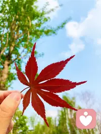 听到过这样一句话：
“开在废墟里的玫瑰依然浪漫，我走的每一步都有意义。”真正的进步都不那么着急，我的步伐很小，但我不想放弃，我想只要我们脚踏实走好每一步，勤恩付出，去努力，去拼搏，就一定会有所收获，遇见自己的花期和美好人生。
我们就是普通人，我们需要的是努力让自己普通人的生活也可以显得熠熠生辉。迷茫啊，谁不迷茫呢？但我始终相信，在人生漫漫长途中，万物皆有回转。
当我们觉得余味苦涩，请相信，一切终有回甘。在这热烈而又不够勇敢的年纪，希望你能拥有无论如何都选择往前奔跑的力量。配图