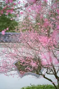 俏也不爭春，只把春來報。
待到山花爛漫時，她在叢中笑。配圖