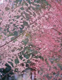 俏也不爭春，只把春來報。
待到山花爛漫時，她在叢中笑。配圖