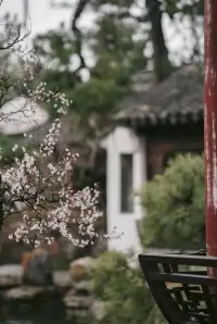 俏也不爭春，只把春來報。
待到山花爛漫時，她在叢中笑。配圖