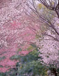 俏也不爭春，只把春來報。
待到山花爛漫時，她在叢中笑。配圖