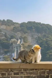 當我們與他人發生分歧時，
我們總是試圖讓對方改變，
但真相是：
人是不會改變的，除非他感覺到被愛；
人是不會改變的，除非他感覺到被尊重；
人是不會改變的，除非他被允許不改變也可以；
改變就在這樣發生了……配圖
