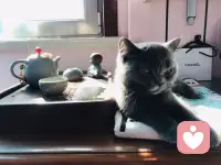 咨詢室多了一位伙伴！配圖